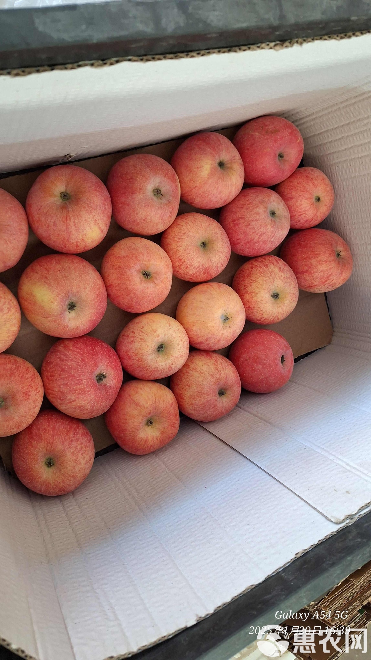 苹果现货(苹果现货几点刷新)